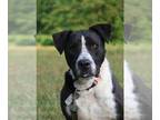 Great Dane-Pointer Mix DOG FOR ADOPTION RGADN-1087926 - Oliver - Pointer / Great