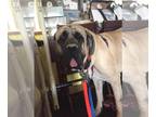 Mastiff DOG FOR ADOPTION RGADN-1088111 - Bruhno - Mastiff (medium coat) Dog For