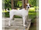 Retriever Mix DOG FOR ADOPTION RGADN-1088527 - Peach Groot - Hound / Retriever /
