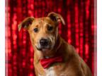 Sheprador DOG FOR ADOPTION RGADN-1088669 - RYAN REYNOLDS- NEEDS SPONSORS!