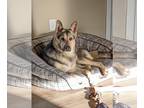 German Shepherd Dog Mix DOG FOR ADOPTION RGADN-1088865 - Lacey - German Shepherd