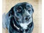 Borador DOG FOR ADOPTION RGADN-1089171 - Harley (Adopt or Foster Me) - Labrador