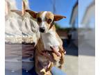 Jack Russell Terrier-Parson Russell Terrier Mix DOG FOR ADOPTION RGADN-1089221 -