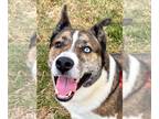 Akita-Huskies Mix DOG FOR ADOPTION RGADN-1089497 - Quill - Husky / Akita / Mixed