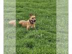 Bull Terrier-German Shepherd Dog Mix DOG FOR ADOPTION RGADN-1089697 - PIPER -