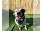 American Pit Bull Terrier Mix DOG FOR ADOPTION RGADN-1089789 - Petey - American