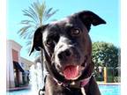 American Staffordshire Terrier-Labrador Retriever Mix DOG FOR ADOPTION