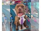 American Pit Bull Terrier DOG FOR ADOPTION RGADN-1090757 - Hugo - Pit Bull
