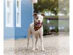 American Pit Bull Terrier DOG FOR ADOPTION RGADN-1090791 - Dwayne - Pit Bull
