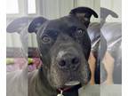 American Staffordshire Terrier Mix DOG FOR ADOPTION RGADN-1091682 - Tiny -