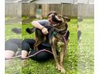 Plott Hound Mix DOG FOR ADOPTION RGADN-1091849 - Andy (Scratch) - Plott Hound /