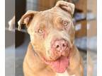 American Staffordshire Terrier Mix DOG FOR ADOPTION RGADN-1091859 - Teddy -