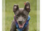 Blue Lacy Mix DOG FOR ADOPTION RGADN-1092146 - ROUX - Blue Lacy / Mixed (medium