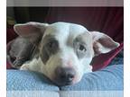 American Pit Bull Terrier Mix DOG FOR ADOPTION RGADN-1092166 - DIXIE - Pit Bull