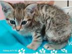 Adopt Buttons a Tabby, Domestic Medium Hair