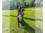 Mix DOG FOR ADOPTION RGADN-1092487 - Pickles - Dutch Shepherd / Dutch Shepherd