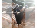American Pit Bull Terrier-Staffordshire Bull Terrier Mix DOG FOR ADOPTION