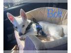 Jack Russell Terrier DOG FOR ADOPTION RGADN-1092880 - Bolt - Jack Russell