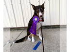 Border Collie DOG FOR ADOPTION RGADN-1092944 - Faber - Border Collie (medium