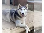 Siberian Husky DOG FOR ADOPTION RGADN-1092972 - Lyla - Siberian Husky Dog For