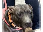 Labrador Retriever Mix DOG FOR ADOPTION RGADN-1093098 - Indie - Labrador