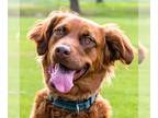 Golden Shepherd DOG FOR ADOPTION RGADN-1093333 - June Carter - Golden Retriever