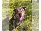 Chow Chow Mix DOG FOR ADOPTION RGADN-1094230 - Bear (Courtesy post) - Chow Chow