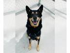 German Shepherd Dog-Shiba Inu Mix DOG FOR ADOPTION RGADN-1094281 - Edwin -
