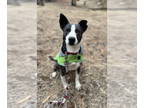 Border Collie Mix DOG FOR ADOPTION RGADN-1094768 - SNEAKERS - Border Collie /