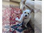 Cairn Terrier Mix DOG FOR ADOPTION RGADN-1094821 - Astor - West Highland White