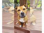 American Pit Bull Terrier Mix DOG FOR ADOPTION RGADN-1095765 - Penny - Pit Bull