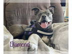 American Pit Bull Terrier Mix DOG FOR ADOPTION RGADN-1097362 - Diamond - A real