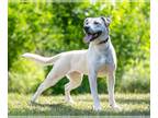 Labrador Retriever Mix DOG FOR ADOPTION RGADN-1097414 - Elsie D5813 - Labrador