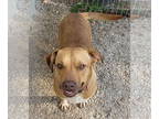 Labrador Retriever-Red Heeler Mix DOG FOR ADOPTION RGADN-1097818 - Juliett - Red