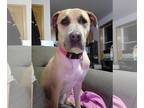 Rhodesian Ridgeback Mix DOG FOR ADOPTION RGADN-1098982 - Honey - Terrier /