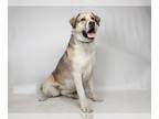 Anatolian Shepherd Mix DOG FOR ADOPTION RGADN-1099301 - *ASTRID - Anatolian