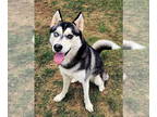Siberian Husky DOG FOR ADOPTION RGADN-1099451 - Gia - Siberian Husky (long coat)