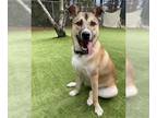 German Shepherd Dog-Huskies Mix DOG FOR ADOPTION RGADN-1099600 - OTIS - Husky /