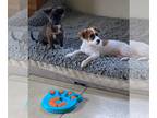 Papshund DOG FOR ADOPTION RGADN-1100026 - Hermione ( Hermi) - Papillon /