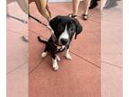 American Pit Bull Terrier-Great Pyrenees Mix DOG FOR ADOPTION RGADN-1100114 -