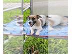 Jack Russell Terrier DOG FOR ADOPTION RGADN-1101104 - Socket - Jack Russell