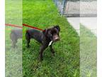 American Pit Bull Terrier DOG FOR ADOPTION RGADN-1101160 - Hershey - Pit Bull