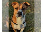 Basset Hound Mix DOG FOR ADOPTION RGADN-1101959 - Butchey - Hound / Basset Hound
