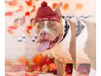 American Staffordshire Terrier Mix DOG FOR ADOPTION RGADN-1103222 - Meatloaf -