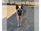 German Shepherd Dog DOG FOR ADOPTION RGADN-1103695 - BONITA - German Shepherd