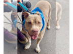 Staffordshire Bull Terrier Mix DOG FOR ADOPTION RGADN-1106007 - Debo -