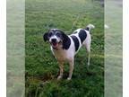 Pointer Mix DOG FOR ADOPTION RGADN-1107444 - Sadie *I need a 6 foot fence or