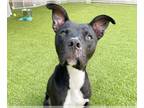 American Staffordshire Terrier Mix DOG FOR ADOPTION RGADN-1107626 - BANKS -