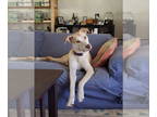 Huskies Mix DOG FOR ADOPTION RGADN-1118741 - ROMAN - Husky / Mixed Dog For