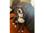 Adopt Sangria a Mixed Breed